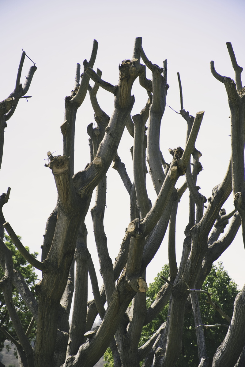 wildlife, close-up, fence, no people, low angle view, nature, tranquility, cactus, animal, branch, finch, fujifilm, outdoors, security, clear sky, urban