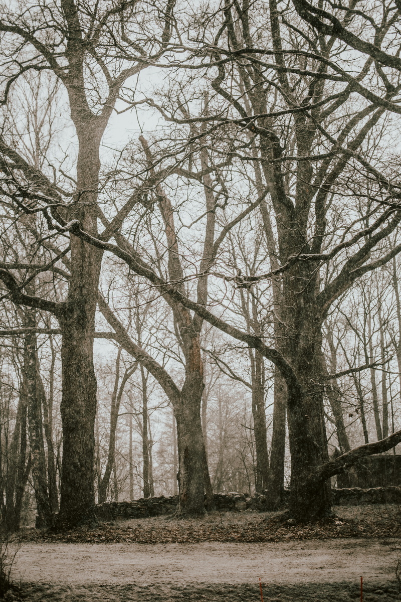 day, tranquil scene, handrail, tree trunk, scenics - nature, nature, vegetation, trunk, landscape, environment, forest, building, bare, coat, apparel, housing