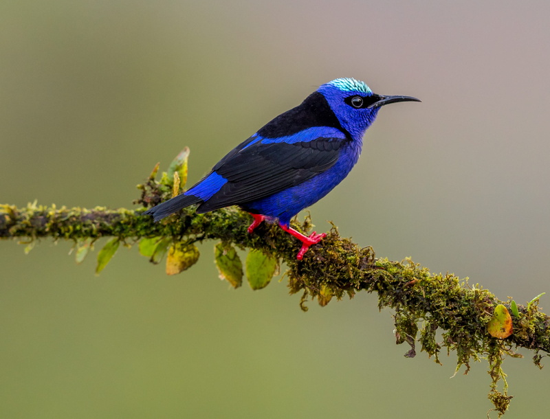 tree, focus on foreground, jay, hummingbird, animals in the wild, bird, one animal, costa rica, wren, flower, blue jay, red, animal, perching, close-up