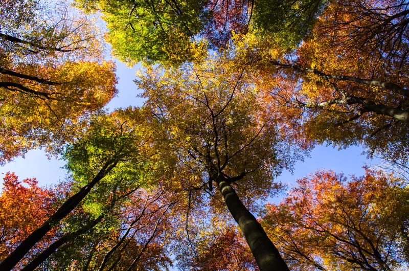 trees, fall, nature, tranquility, plant, tree canopy, looking up, growth, yellow, land, directly below, forest, leaves, autumn colours, mood, tree, scenics - nature