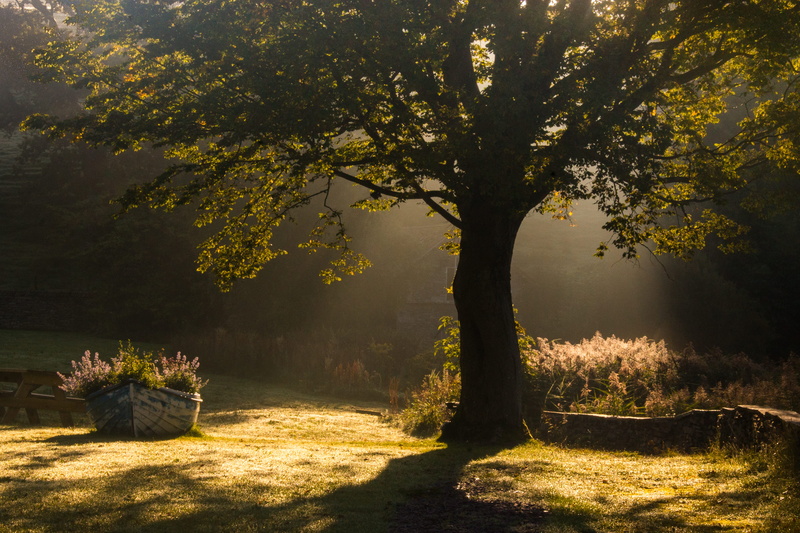 no people, spring, footpath, ray, light, nature, england, shadow, autumn, growth, day, tranquility, plant, environment, united kingdom, landscape, dark