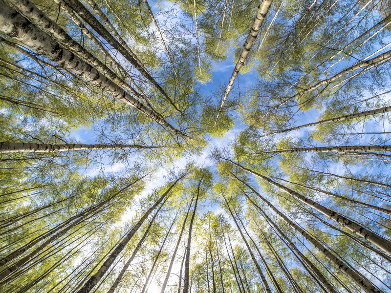 coniferous tree, leafed, outdoors, flare, forest, wildlife, mammal, light, scenery, low angle view, plant, woodland, green, tree trunk, backgrounds, directly below