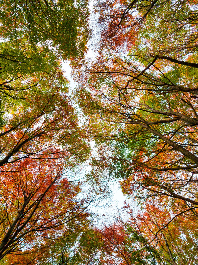 maple leaf, bird, birch, growth, plant part, land, animal, 4K, change, sky, directly below, forest, scenery, blue jay, tree trunk, full frame, vegetation