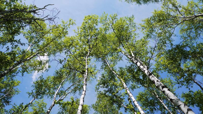 low angle view, outdoors, tree, beauty in nature, branch, lcd screen, angle, tree canopy, 4K, trees, tree trunk, tall - high, display, tranquility, plant