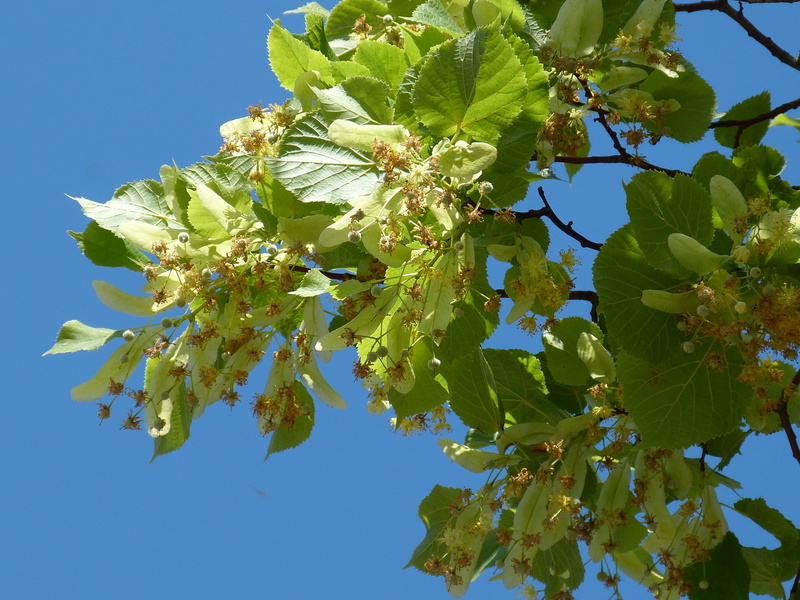 linde, construction, tree, leaves, springtime, leaf, lime blossom, pods, freshness, flowering plant, lipovina, sunlight, clear sky, growth, plant, fruit