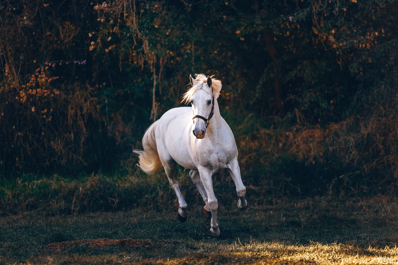 horse, tree, animal themes, 4K, running, heron, outdoors, domestic, aquatic, colt horse, shallow, waterfowl, water, bird, mammal, focus on foreground