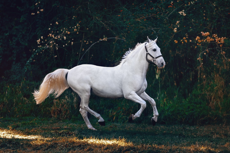 animal themes, tree, white color, blossom, herbivorous, vertebrate, bird, animal wildlife, domestic, ardeidae, aquatic, horse, land, standing, mammal, andalusian horse