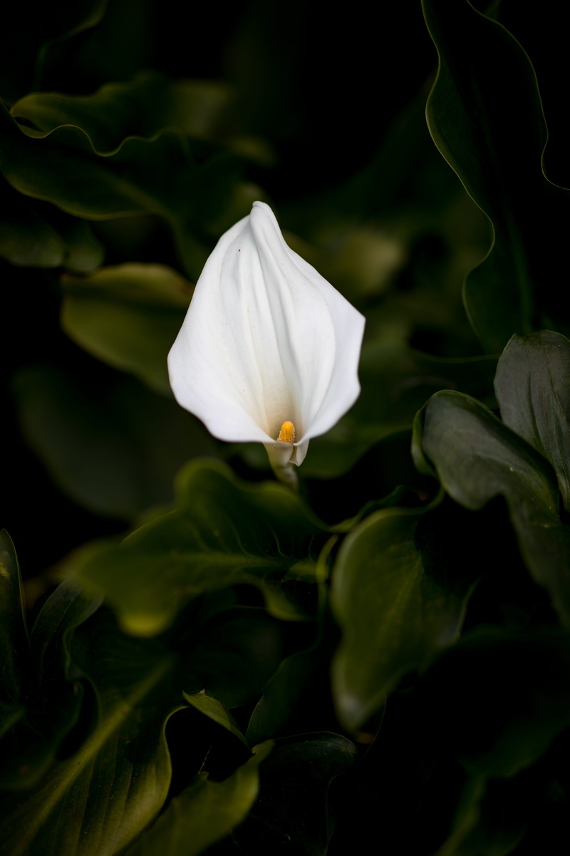animal, pond lily, acanthaceae, anthurium, crocus, treasure flower, ardeidae, lily, plant, beauty in nature, flower head, egret, white color, close-up
