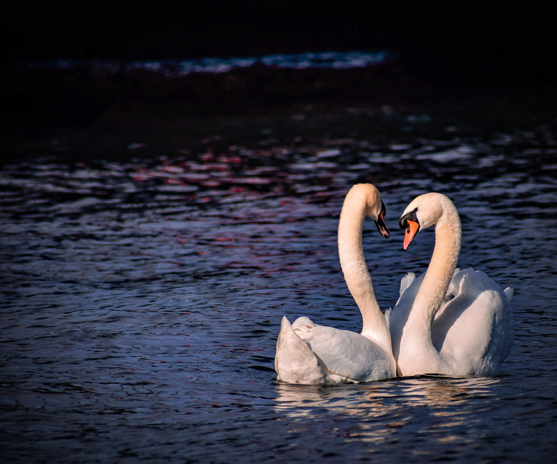 fish, water bird, two animals, egret, coho, ripple, waterfront, bird, black swan, beak, heron, ardeidae, no people, goose, nature, swimming, lake, floating on water