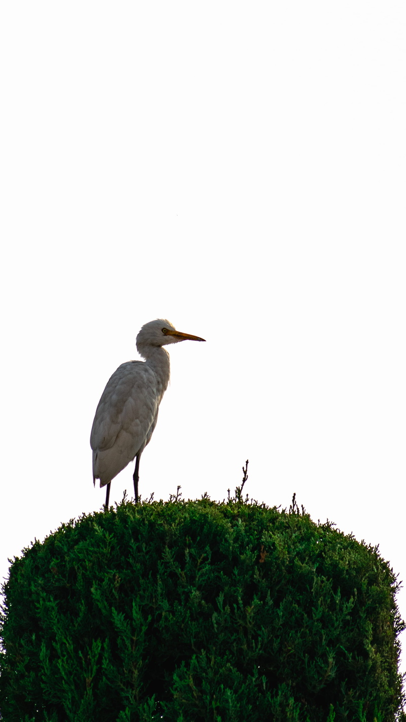 clear sky, plant, green color, animals in the wild, accipiter, animal wildlife, copy space, beak, 2K, ardeidae, booby, cormorant, perching, vertebrate