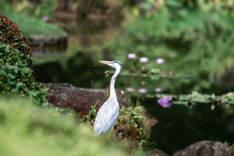 one animal, egret, water, nature, big bird, lake, plant, blossom, alert bird, white color, day, animal neck, near, 5K, flower, white, animal themes, waterfowl