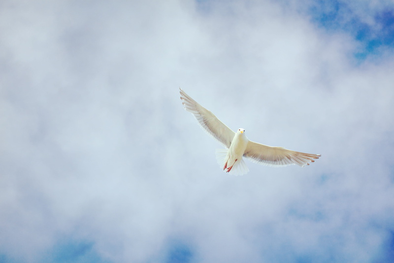 4K, animal, seagull, united states, animal themes, cloud - sky, day, low angle view, vertebrate, texture, oregon coast hwy, no people, sky, finger, finch