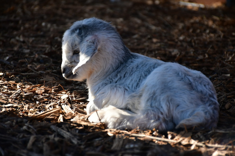 chicken, animal wildlife, animal, shoe, animal themes, canine, looking, outdoors, soil, 2K, field, vertebrate, clothing, wildlife, animals in the wild
