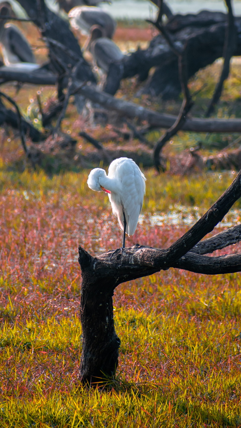 perching, waterfowl, vertebrate, one animal, perched, outdoors, great egret, flamingo, egret, plant, tree trunk, beak, white color, focus on foreground