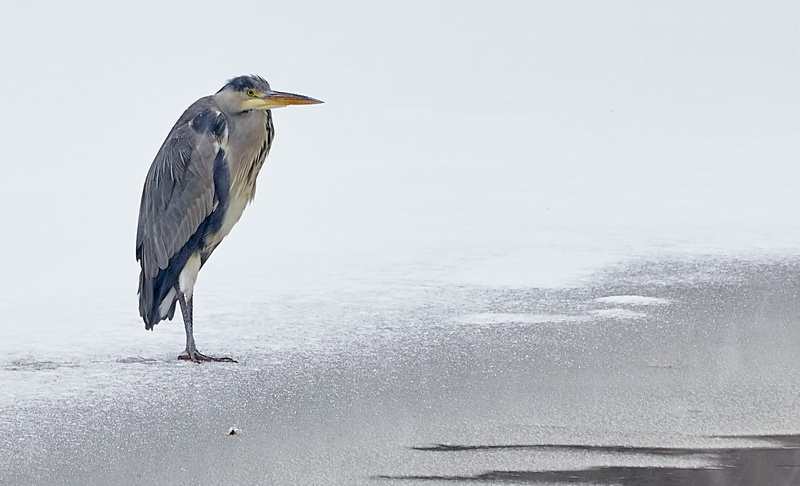 snow, beaded, gray heron, mallard, beak, nature, animal wildlife, animal themes, waterfowl, day, ardeidae, ice, gray, water bird, great blue heron, one animal