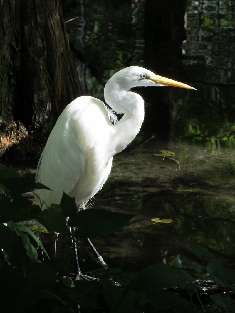 Bird, water, wetlands, egret, beauty in nature, portrait, white color, animal themes, animals in the wild, plumage, large, looking, lake, casmerodius albus