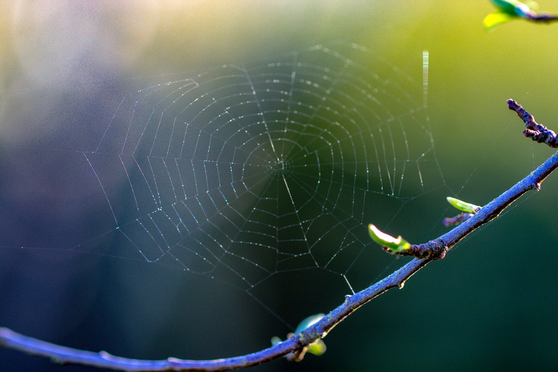 electronics, nature, finger, spider web, bird, survival, animal leg, purple, focus on foreground, vulnerability, beauty in nature, veins, monitor, invertebrate