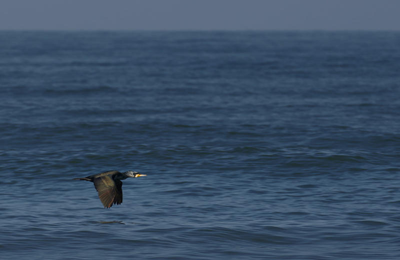 flight, spread wings, outdoors, crop, waterfowl, flying, day, sea, albatross, no people, black, water, ocean, heron, one animal, seagull, spain, beak, nature