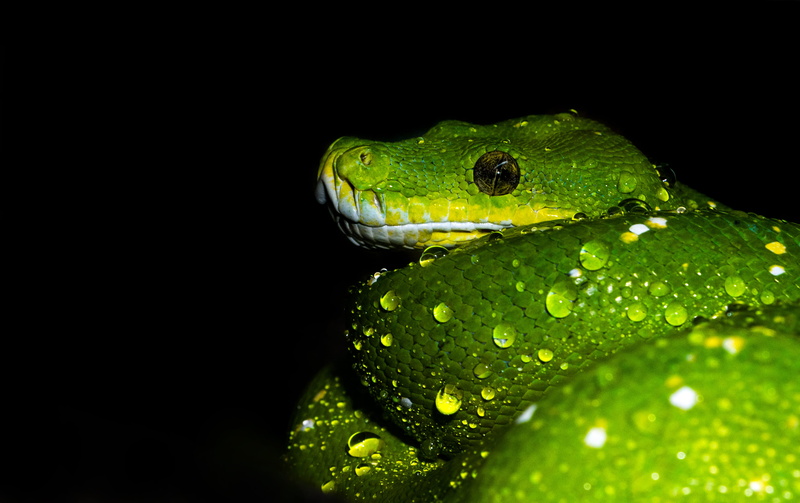 4K, turtle, droplet, wildlife, sea life, anaconda, green tree python, no people, drop, wet, nature, animal wildlife, nighttime, studio shot, david clode