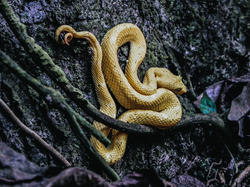 one animal, animal scale, animal themes, sign, reptile, nature, sand, animals in the wild, animal wildlife, king snake, fern, invertebrate, day, tree, worm
