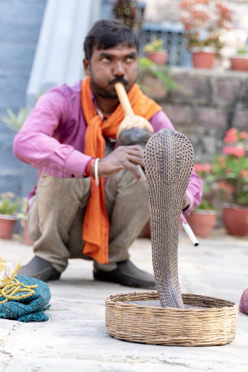 looking, wicker, young men, shoe, apparel, focus on foreground, clothing, full length, asian cobra, day, flute, footwear, cobra, blue, new delhi, orange