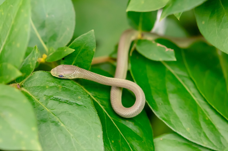 close-up, plant, selective focus, lizard, colleyville nature center, rainforest, animal wildlife, united states, growth, plant part, king snake, rock python