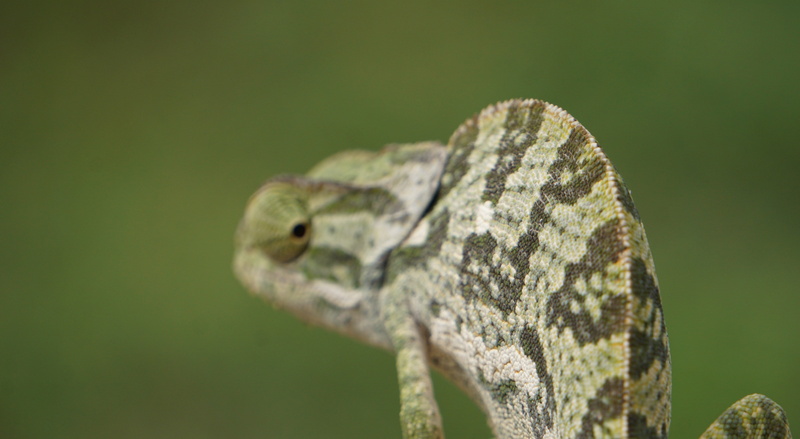 animal scale, no people, turtle, day, animals in the wild, gecko, vertebrate, housing, sea life, anole, nature, bread, rainforest, plant, tree, animal wildlife