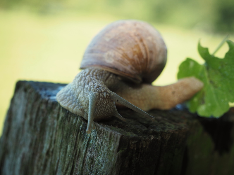 cricket insect, finch, surface, focus on foreground, snake, snail, tree, slug, nature, wooden, mollusk, bird, sea life, outdoors, zoo, aphid, forest, food