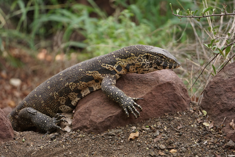 monitor lizard, no people, food, green lizard, outdoors, close-up, animal wildlife, animal, snake, Lizard, 5K, day, environment, tree, plant, crocodile