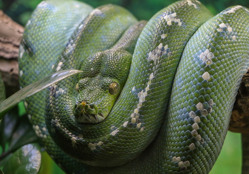 green color, scales, reptile, curled, close-up, warning sign, day, animal themes, vertebrate, curled up, animal body part, sign, selective, green snake
