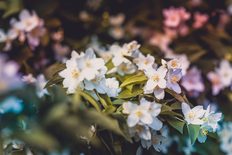 shot, purple, flowers, vulnerability, blog, meditation, petaled, petal, plant, beautiful, photography, selective focus, offline, white, blossom, color