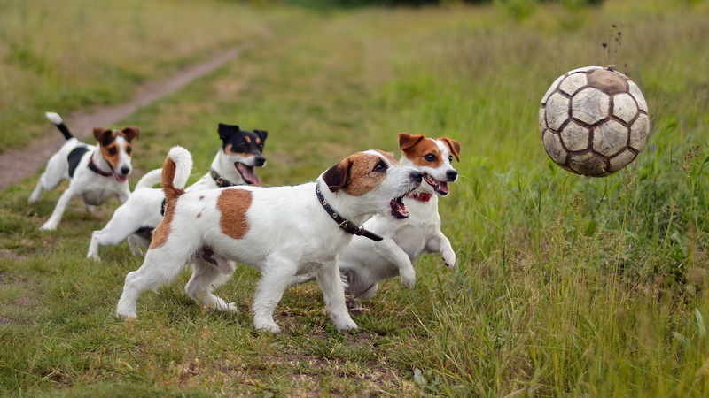grass, dog, Jack Russell Terrier, animals, soccer ball, 1080P