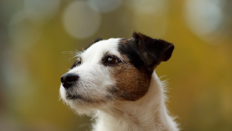 day, domestic, animal body part, Jack Russell Terrier, bokeh, one animal, animal, snout, domestic animals, mammal, pets, no people, outdoors, whisker, animal themes