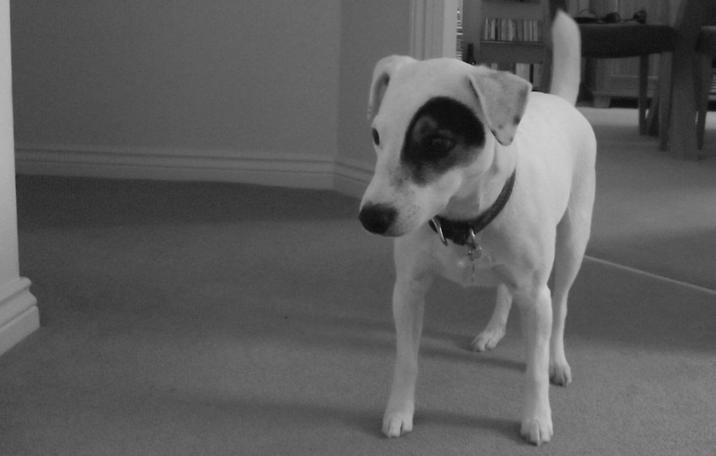 chihuahua - dog, home interior, one animal, vertebrate, dog, domestic animals, indoors, mammal, portrait, 1080P, canine, no people, Jack Russell Terrier