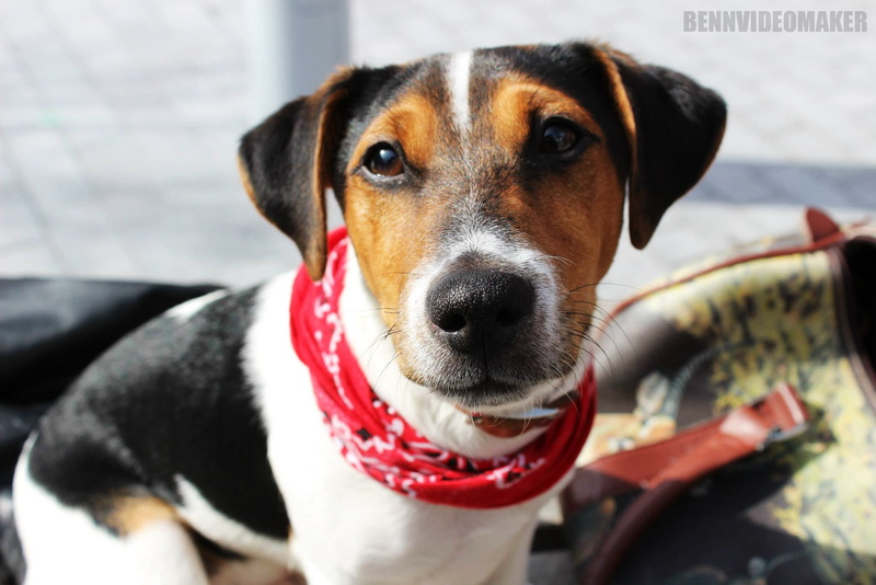 domestic animals, pet collar, whisker, collar, focus on foreground, dog, 1080P, day, pets, canine, animals, Jack Russell Terrier, portrait, animal body part