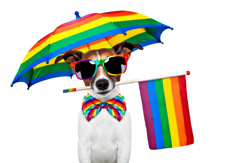 mammal, people, funny, sunglasses, striped, bow, looking at camera, card, protection, small, 1080P, flag, white background, summer, vibrant color, animal