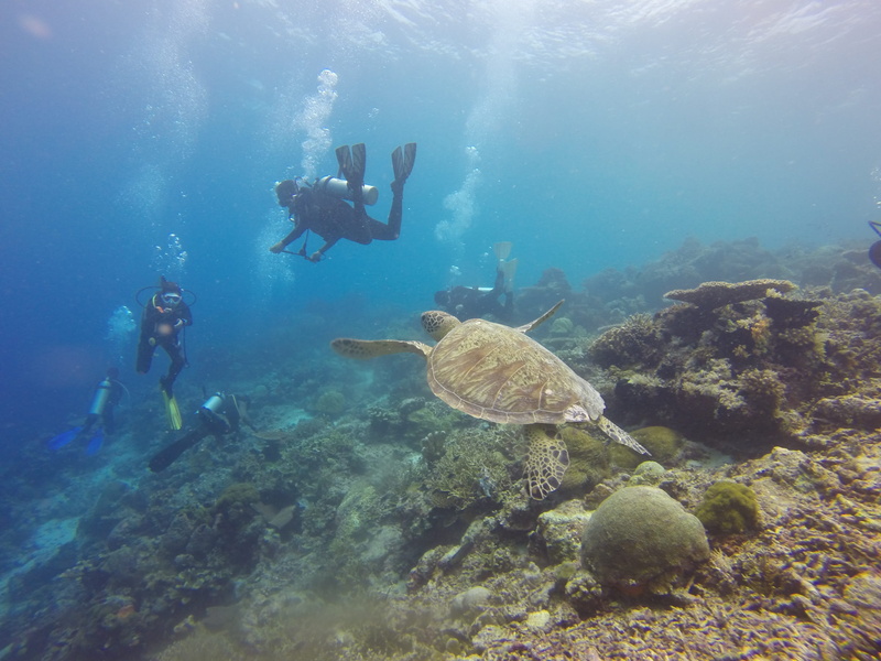 Scuba, kakaban, leisure activity, borneo, tropical, 2K, adventure, three, green turtle, underwater, swimming, indonesia, coral reef, kalimantan, water