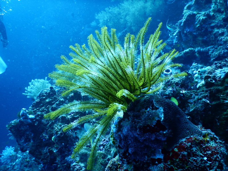 scuba, snorkeling, seascape, animal, ocean, nature, fish, sea, outdoors, close-up, depth, sea life, reef, 4K, ecosystem, no people, submarine, underwater