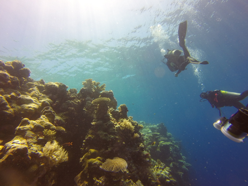 animal themes, travel, undersea, tropical, scuba, nature, real people, reef, daytime, underwater Diving, 2K, palau, water, aquatic sport, marine, coral