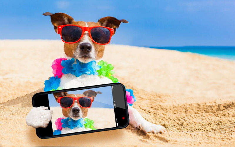Selfie, Jack Russell Terrier, Sunglasses, Dog, Humor, 1080P