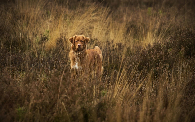 brown, portrait, lion - feline, animal themes, animals, lioness, one animal, grass, mammal, animals in the wild, safari, feline, dog, nature, vertebrate