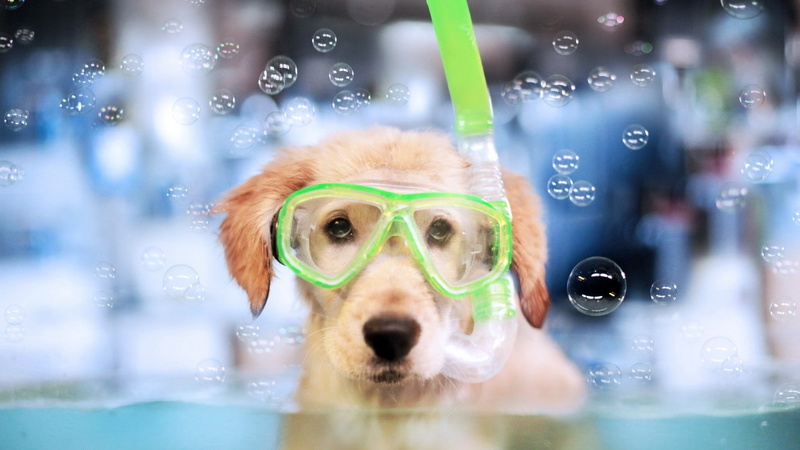 one animal, mammal, fun, animal body part, people, glasses, domestic animals, humor, costume, pets, domestic, eyeglasses, portrait, eyewear, dog, clothing