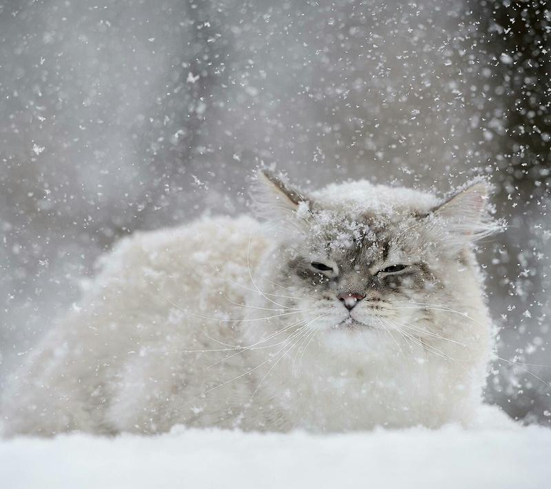 white color, nature, 720P, blizzard, extreme weather, pets, feline, winter, vertebrate, storm, whisker, domestic cat, one animal, cold temperature, domestic animals