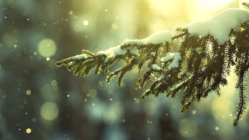 close-up, cold temperature, winter, beauty in nature, outdoors, snow flakes, plant, trees, water, animals in the wild, 1080P, focus on foreground, coniferous tree
