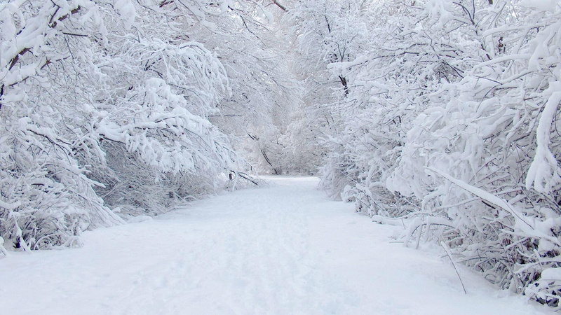 forest, winter, frozen, trees, bright, daylight, cold, flakes, path, perfect, road, 1080P, nature, snow, white