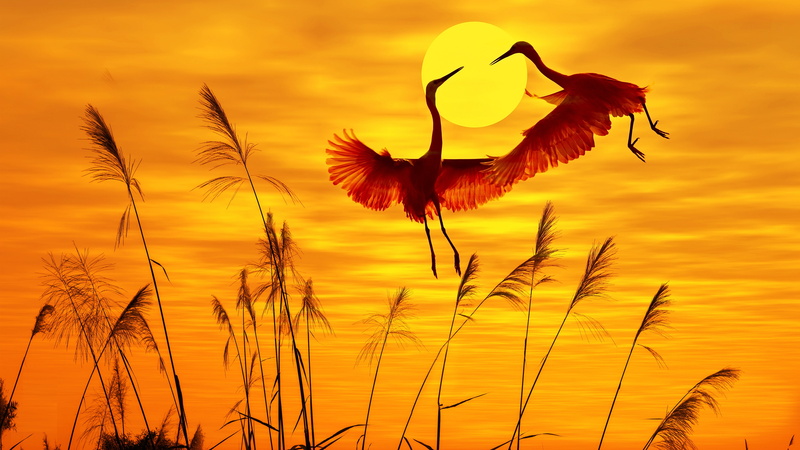 petal, heron, sky, 5k, birds, 5k uhd, 5K, orange sky, calm, reeds, sun, grass, sunrise, good morning, morning, bird, dawn
