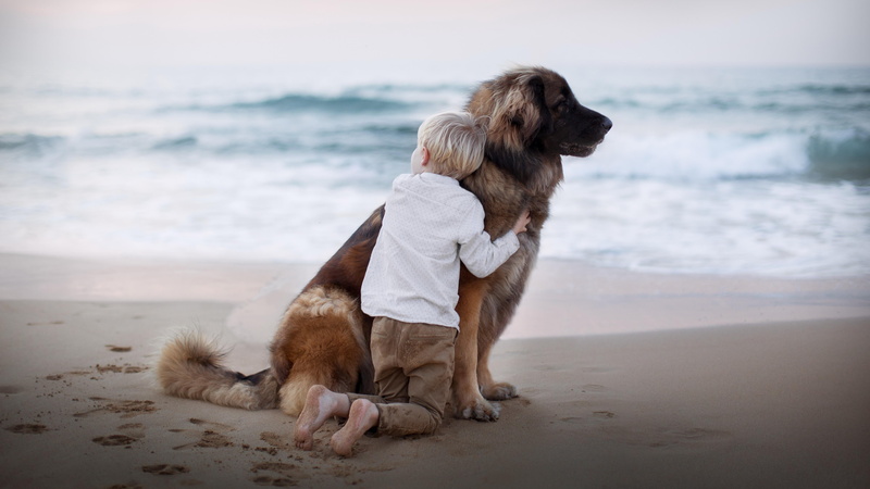 land, mammal, animal, hug, wave, domestic animals, nature, canine, pets, boy, one animal, embrace, sand, 5k, no people, 5k uhd, animal themes, water, motion