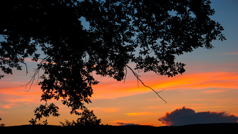 beauty in nature, scenics - nature, orange color, low angle view, cloud - sky, cloud, growth, 5K, sky, plant, tranquil scene, branch, 5k, environment