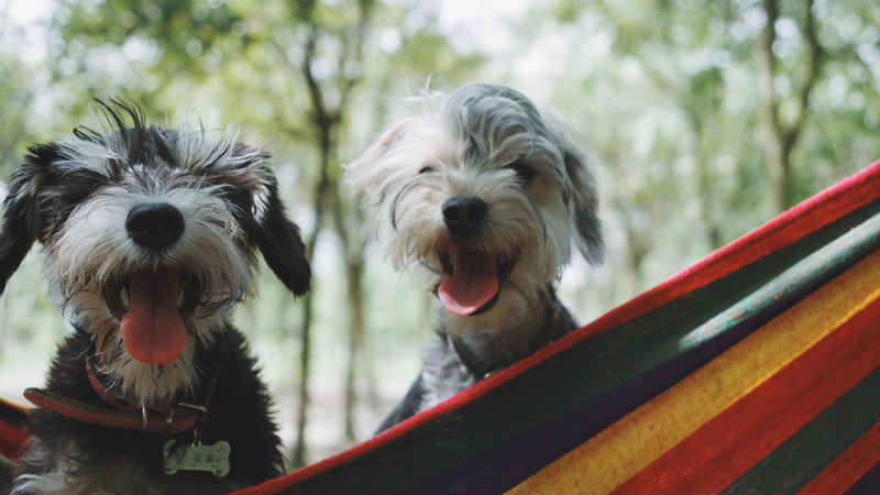 5k uhd, dog, unkempt, 5K, dogs, puppy, cute, 5k