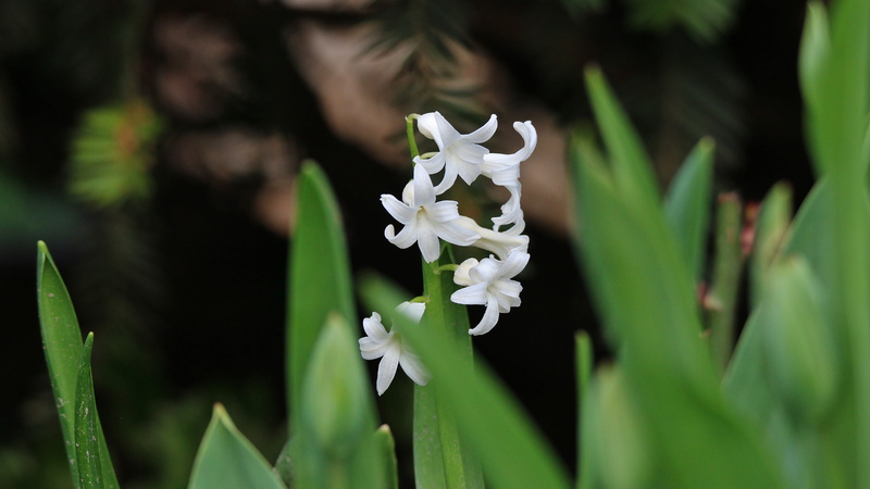 flowering plant, inflorescence, spring, flower head, springtime, fragility, white hyacinth, close-up, green color, vulnerability, plant, leaf, 5k uhd, hyacinth